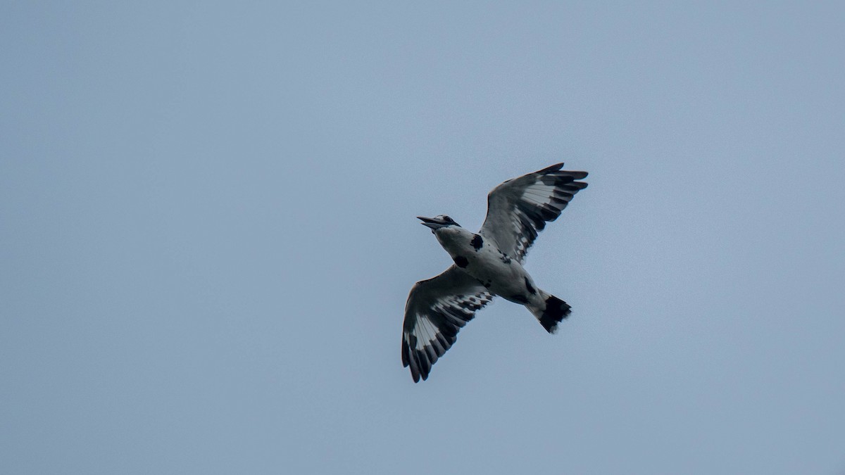Pied Kingfisher - ML638884090
