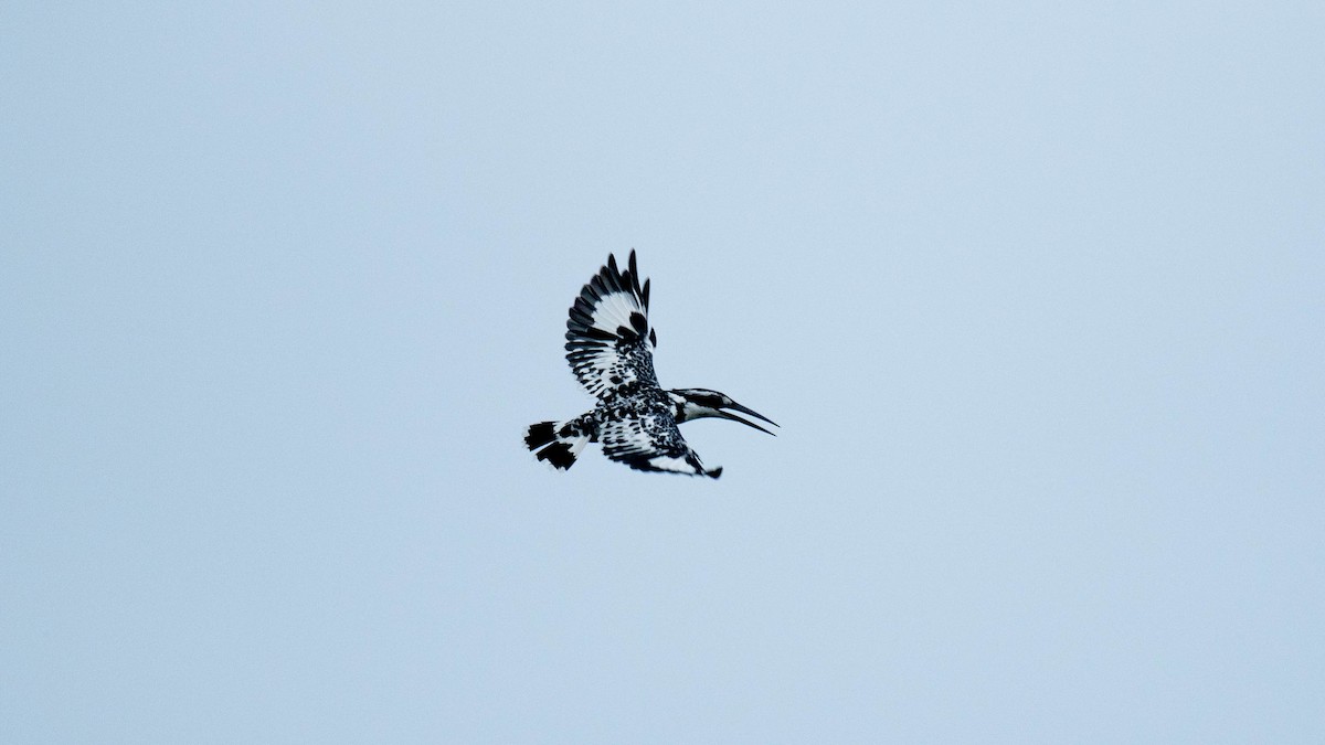 Pied Kingfisher - ML638884091