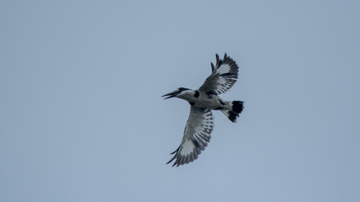 Pied Kingfisher - ML638884092