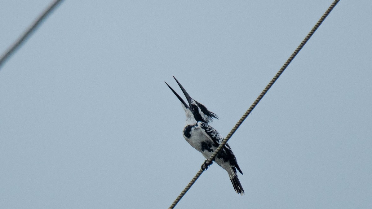 Pied Kingfisher - ML638884093