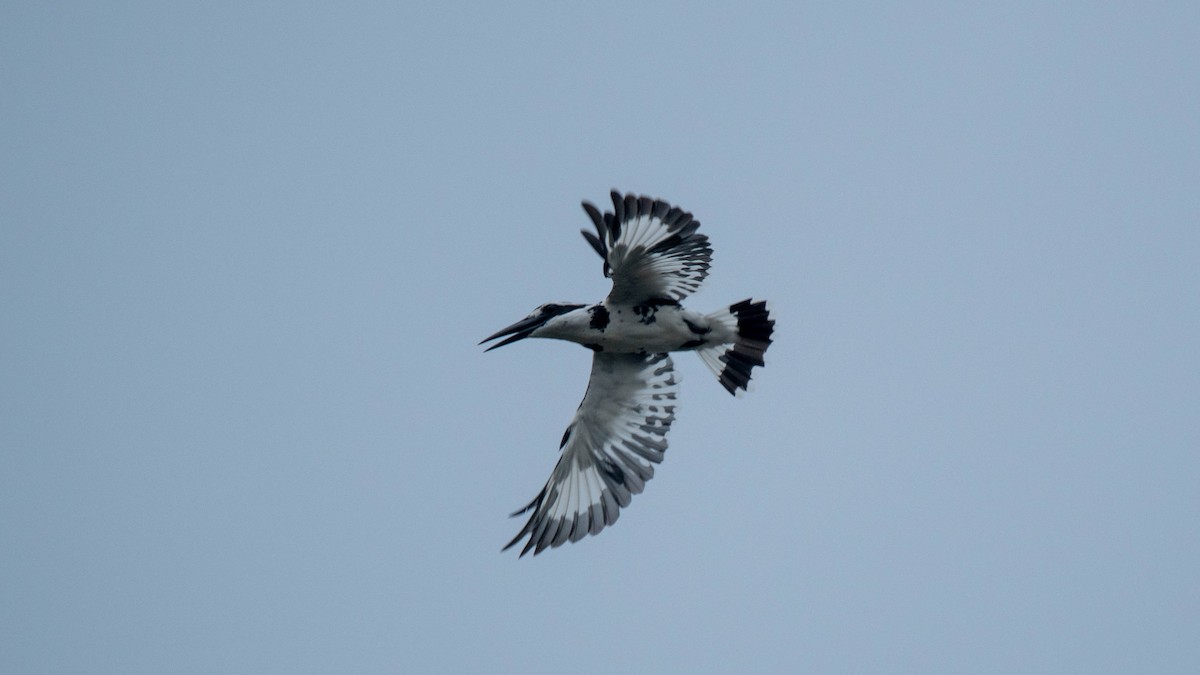 Pied Kingfisher - ML638884094