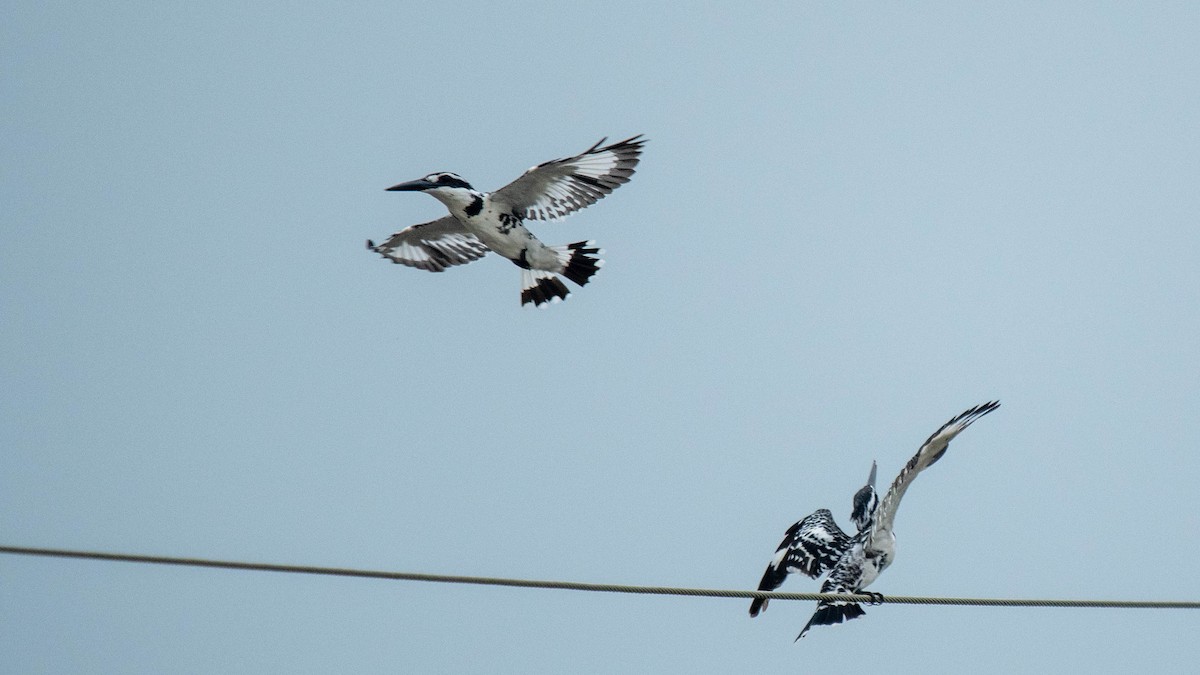 Pied Kingfisher - ML638884095
