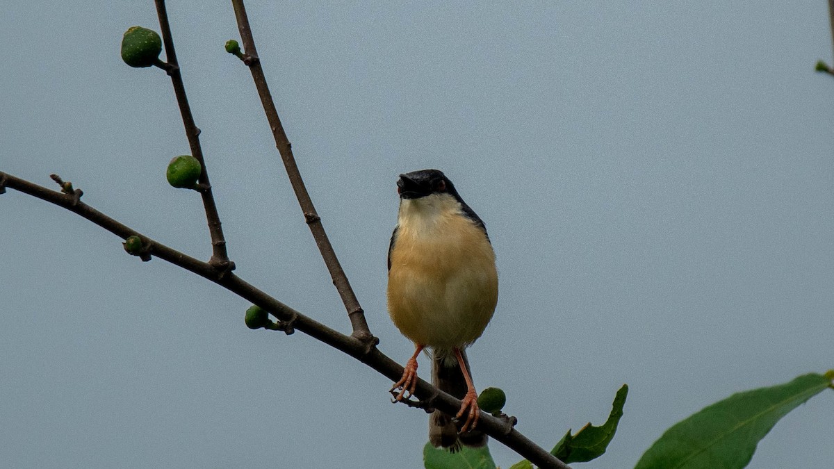 Ashy Prinia - ML638884116