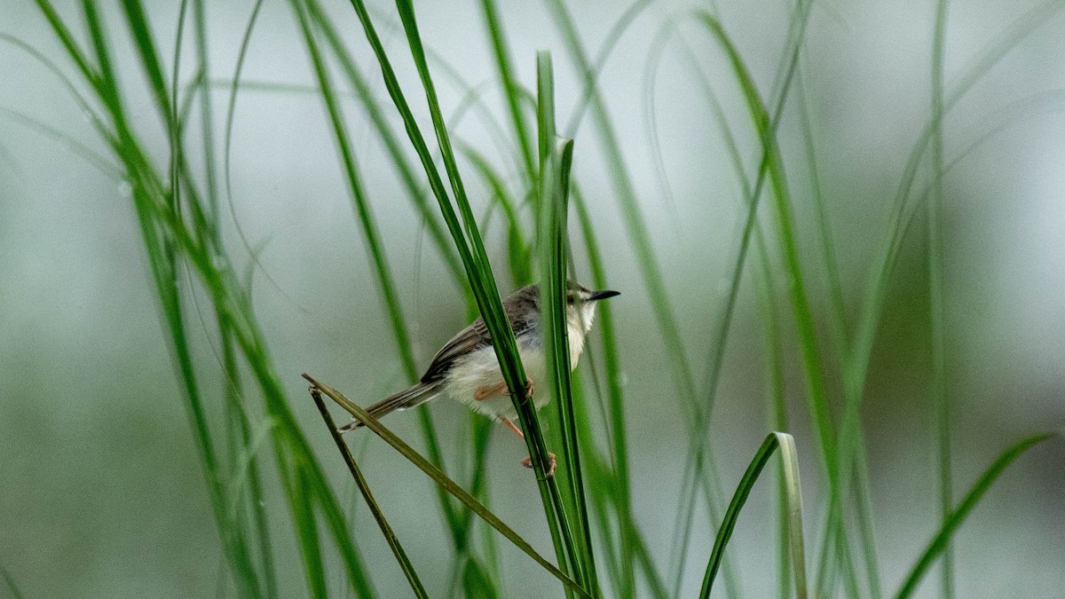 Plain Prinia - ML638884125