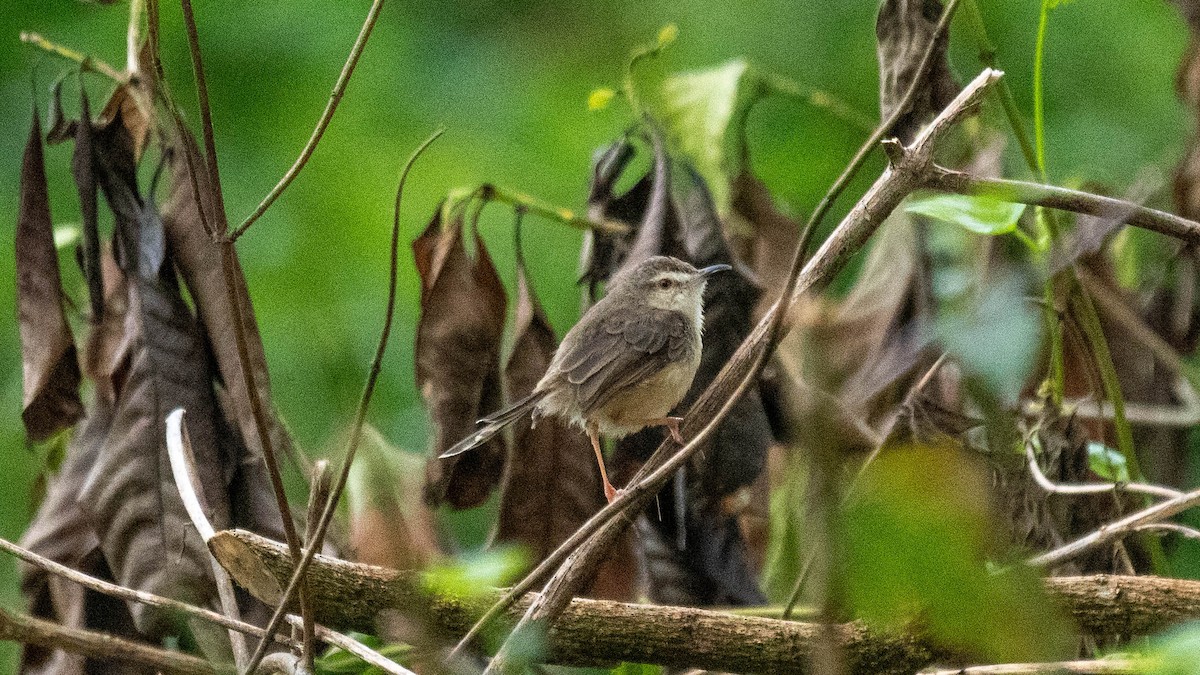Plain Prinia - ML638884126