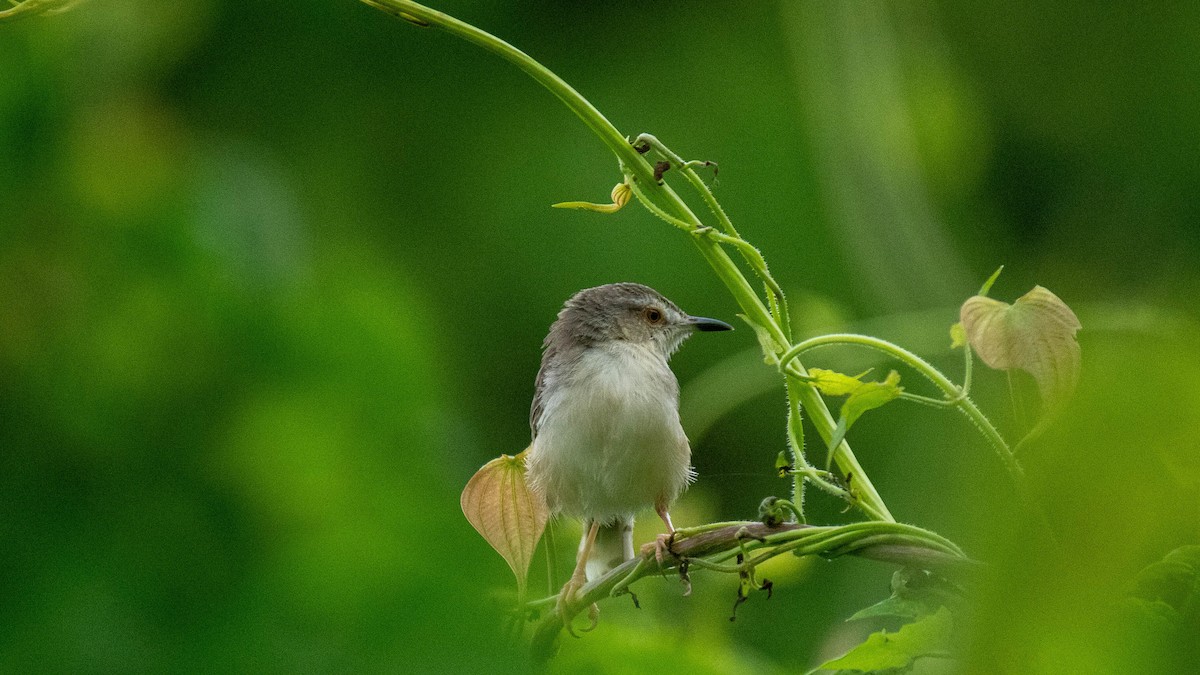 Plain Prinia - ML638884127