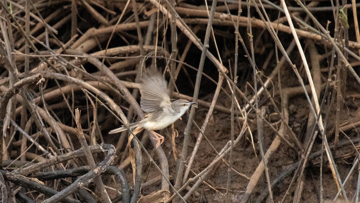 Plain Prinia - ML638884128