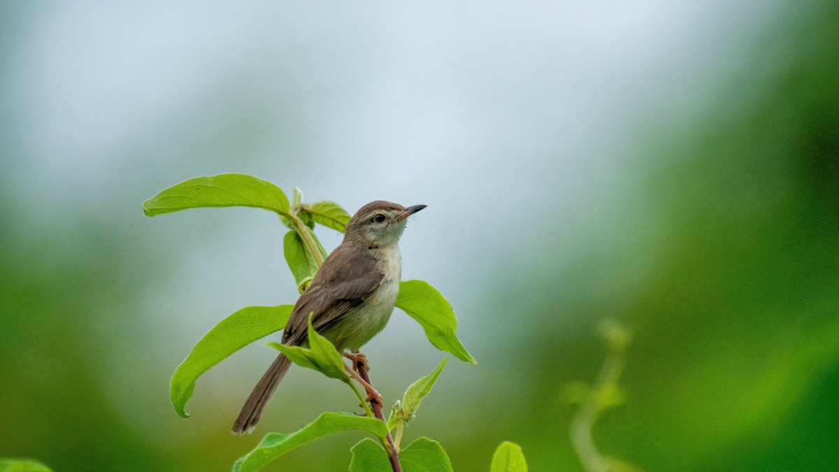 Plain Prinia - ML638884129