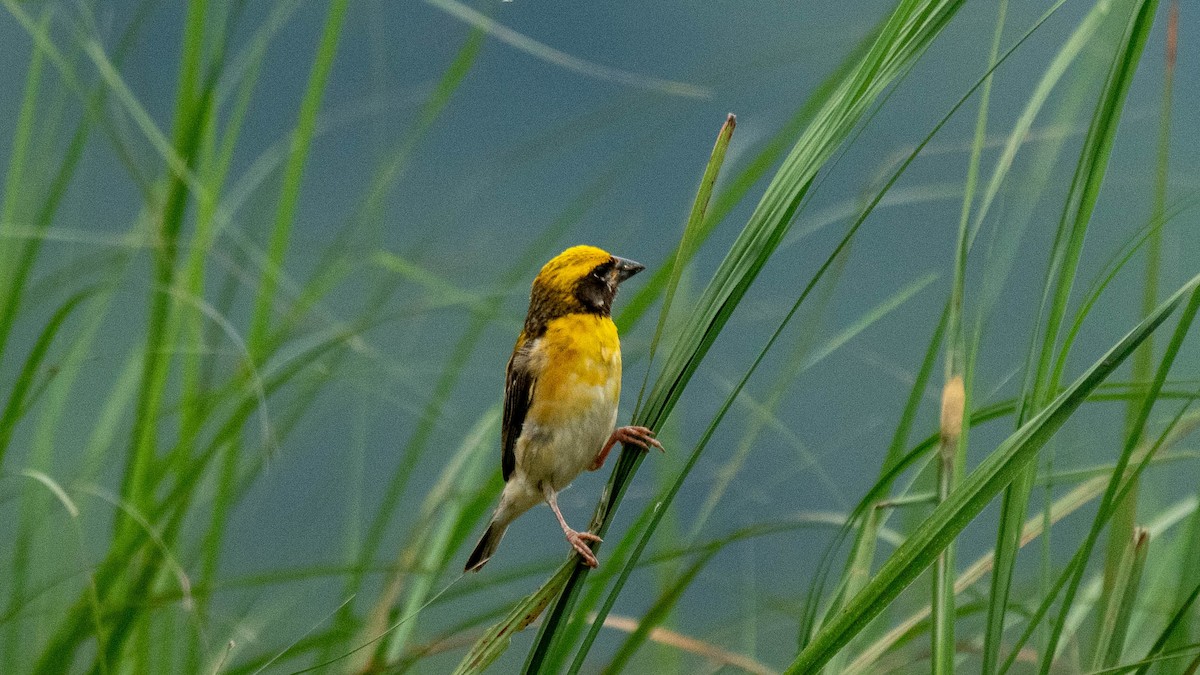Baya Weaver - ML638884143