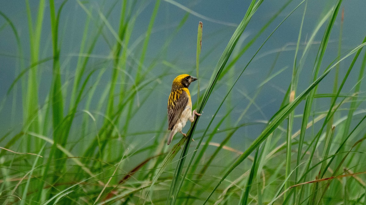 Baya Weaver - ML638884144