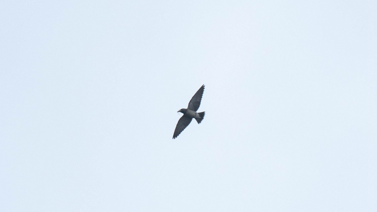 Ashy Woodswallow - ML638884147