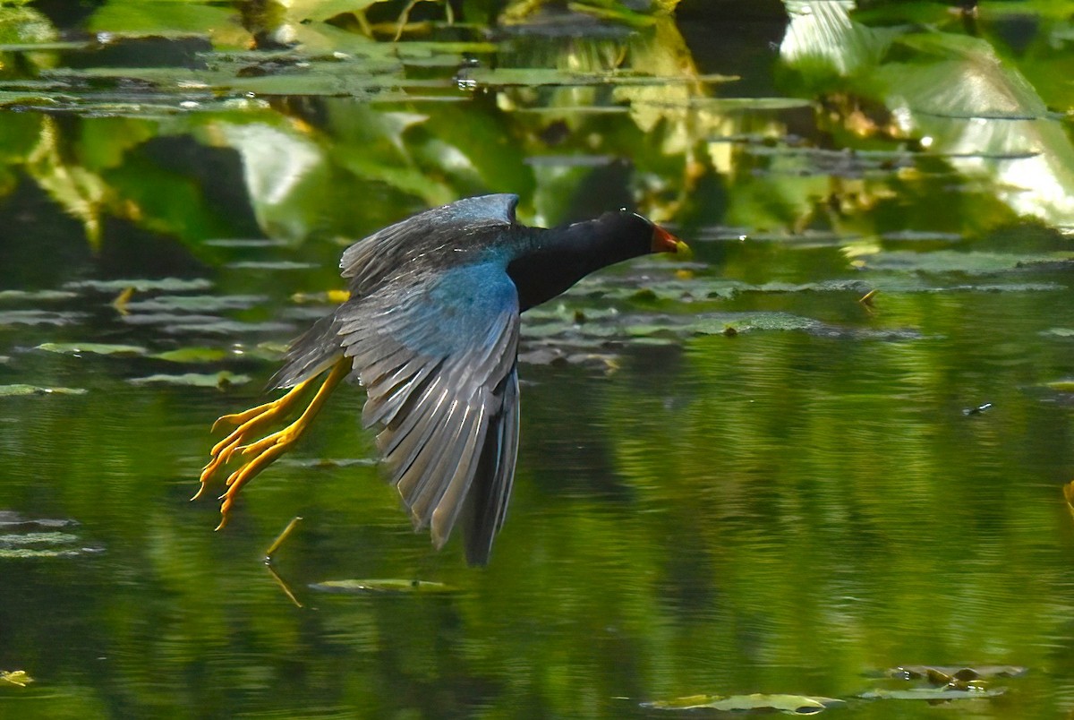 Purple Gallinule - ML638884191