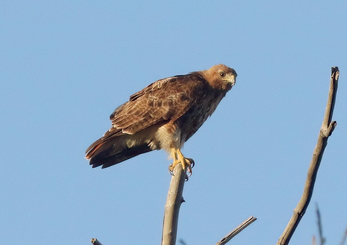 Red-tailed Hawk - ML638884192