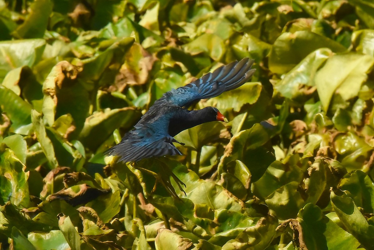 Purple Gallinule - ML638884193
