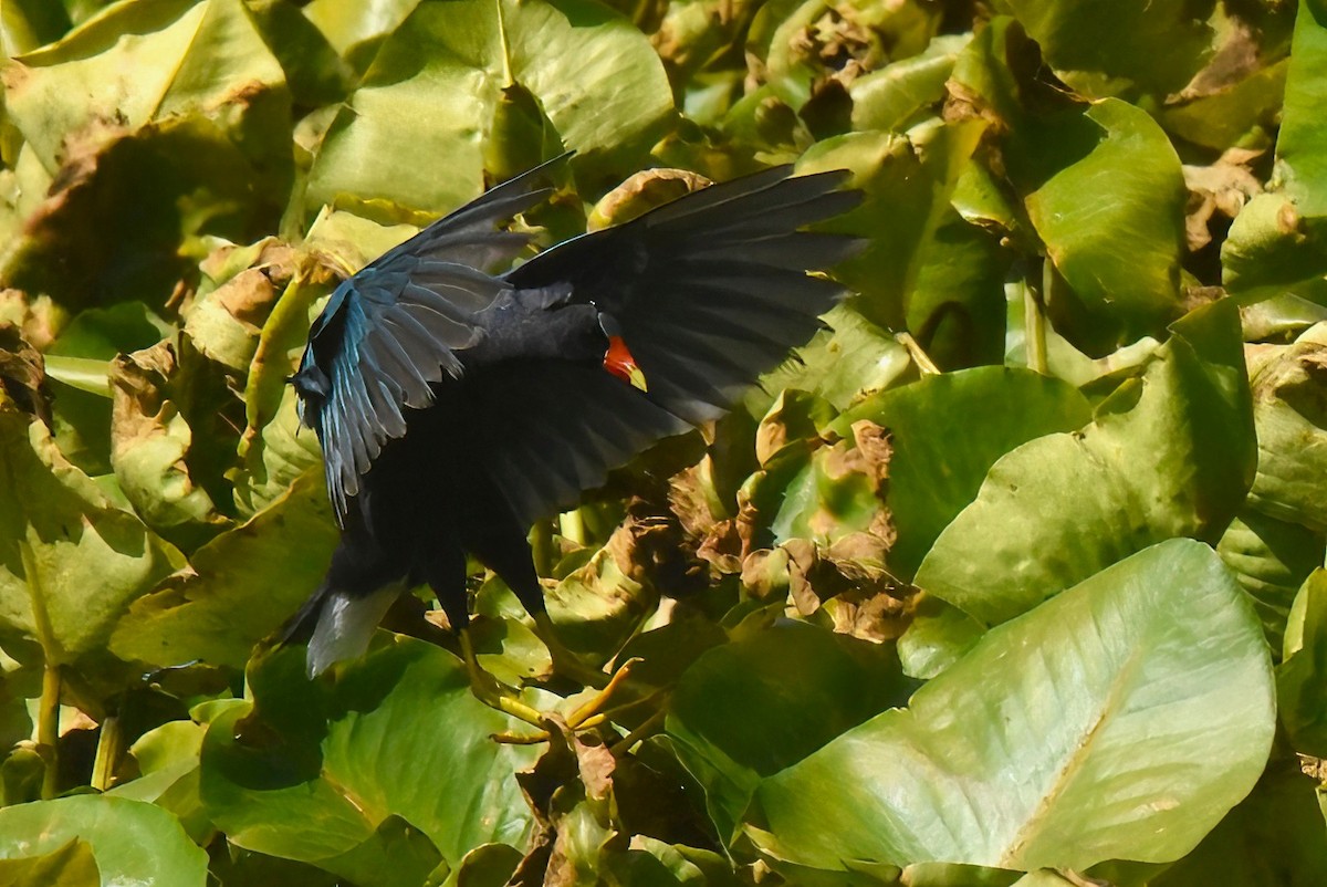 Purple Gallinule - ML638884194