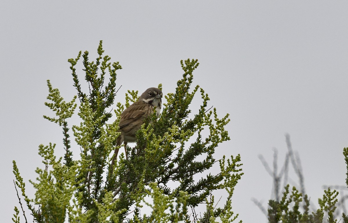 Bell's Sparrow - ML638884195