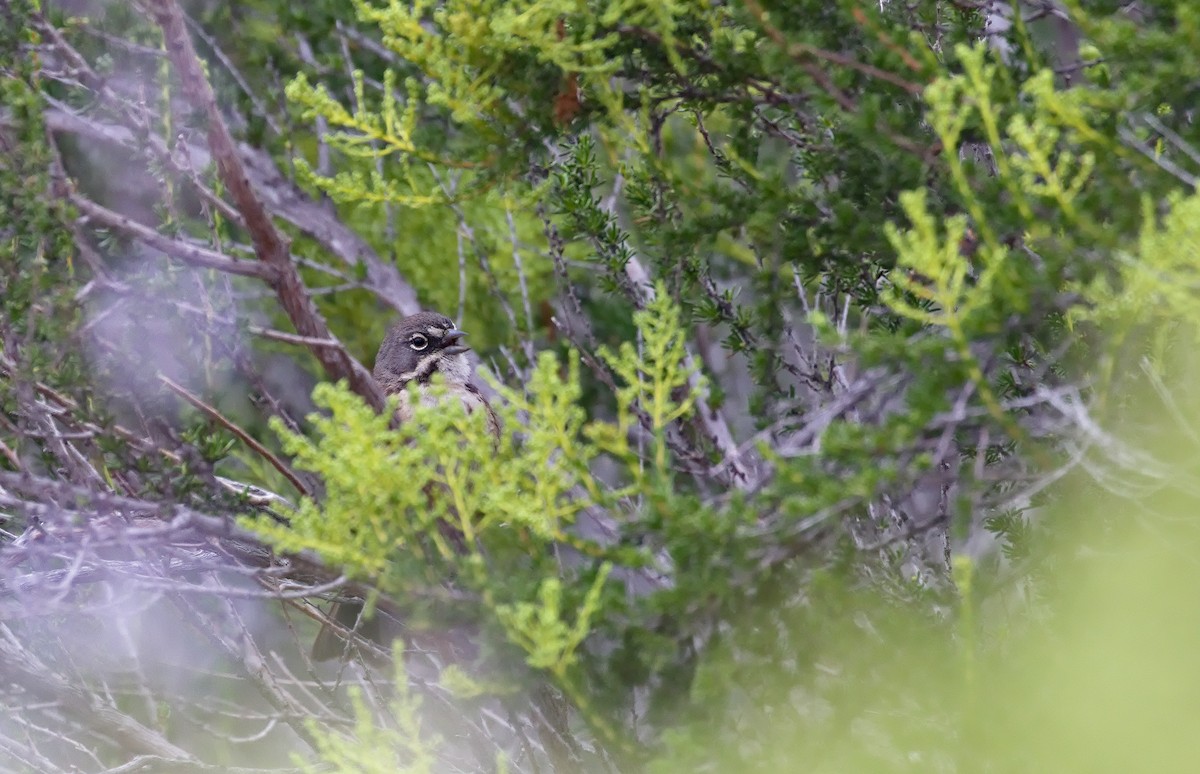 Bell's Sparrow - ML638884197