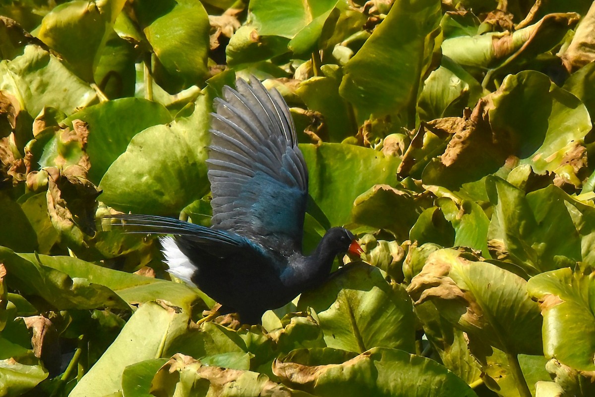 Purple Gallinule - ML638884214