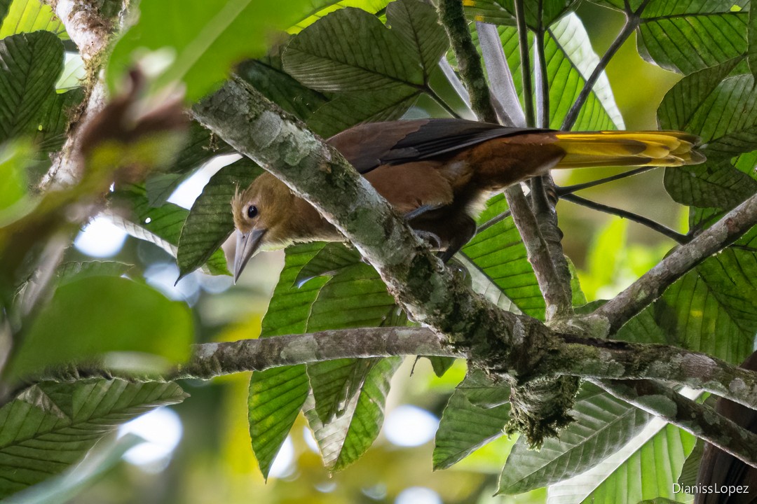 Russet-backed Oropendola (Russet-backed) - ML638884217