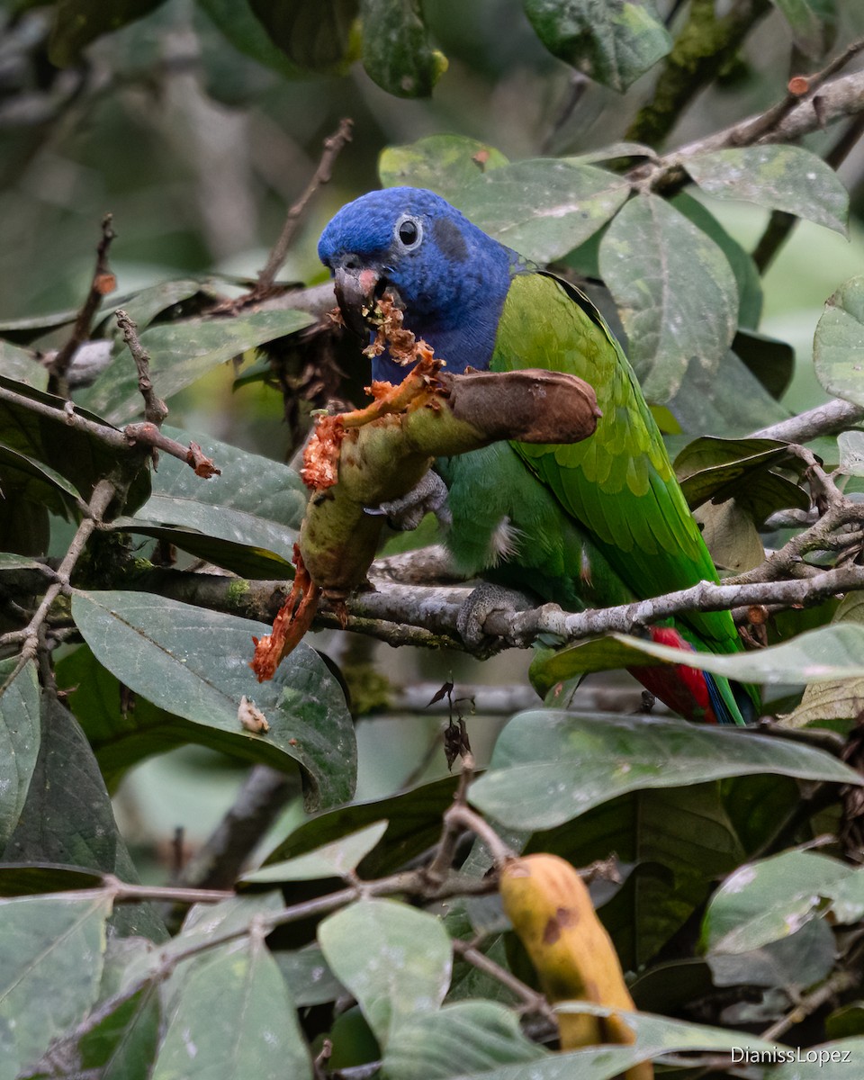 Blue-headed Parrot - ML638884221
