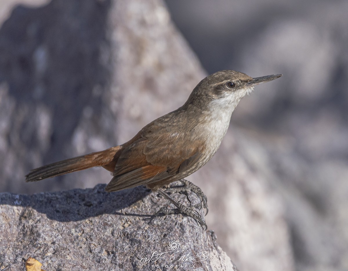 チリーカマドドリ - ML638884347