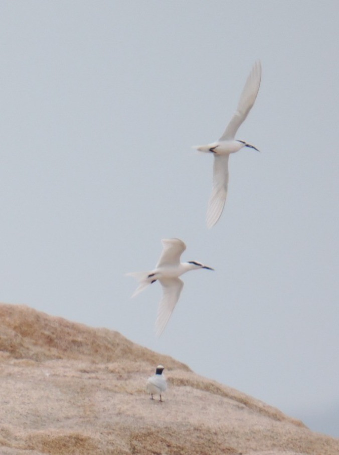 Black-naped Tern - ML638884358
