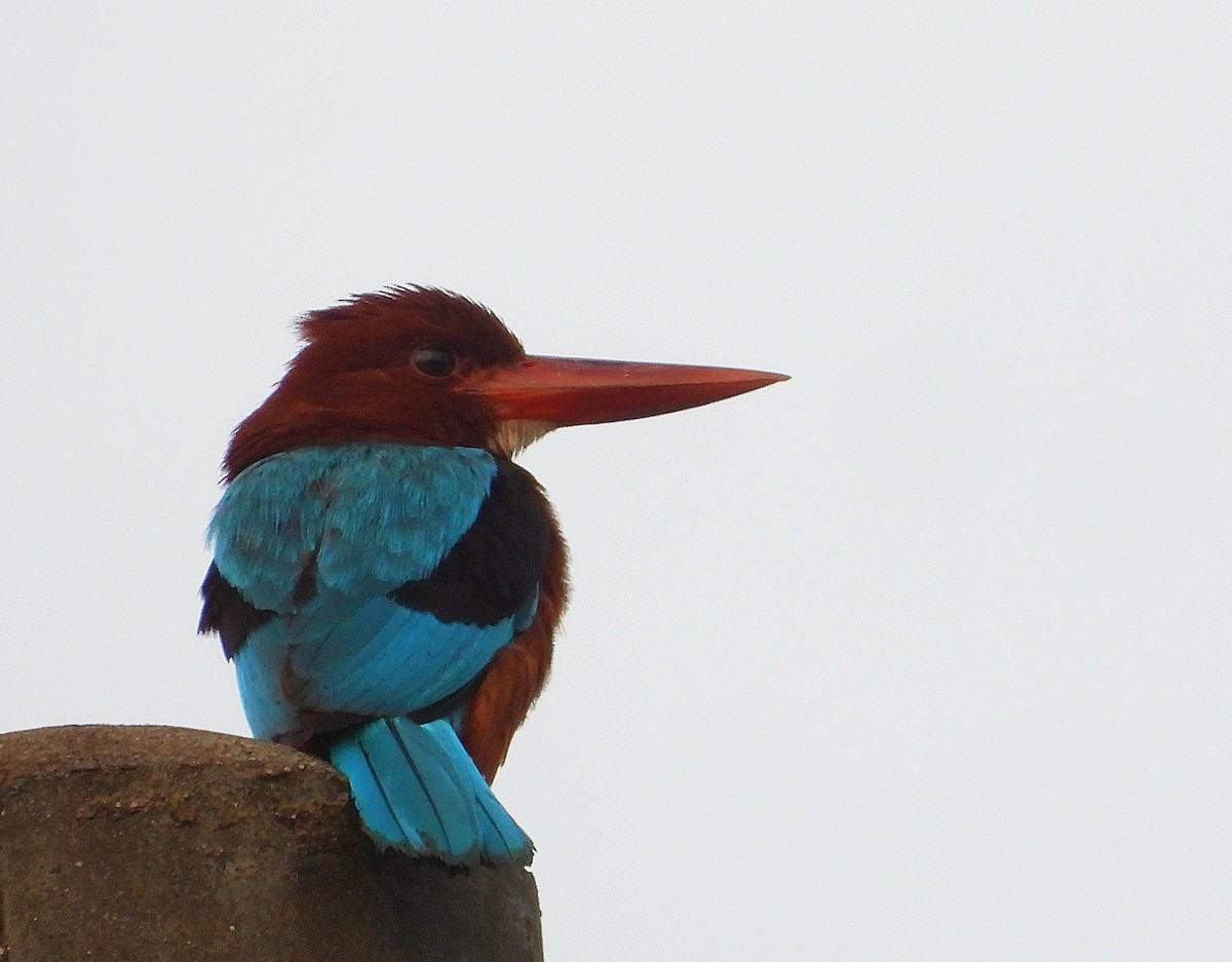 Brown-breasted Kingfisher - ML638884385