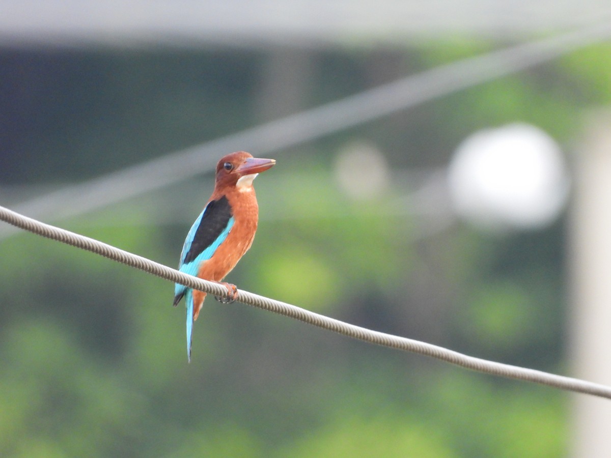 Brown-breasted Kingfisher - ML638884386