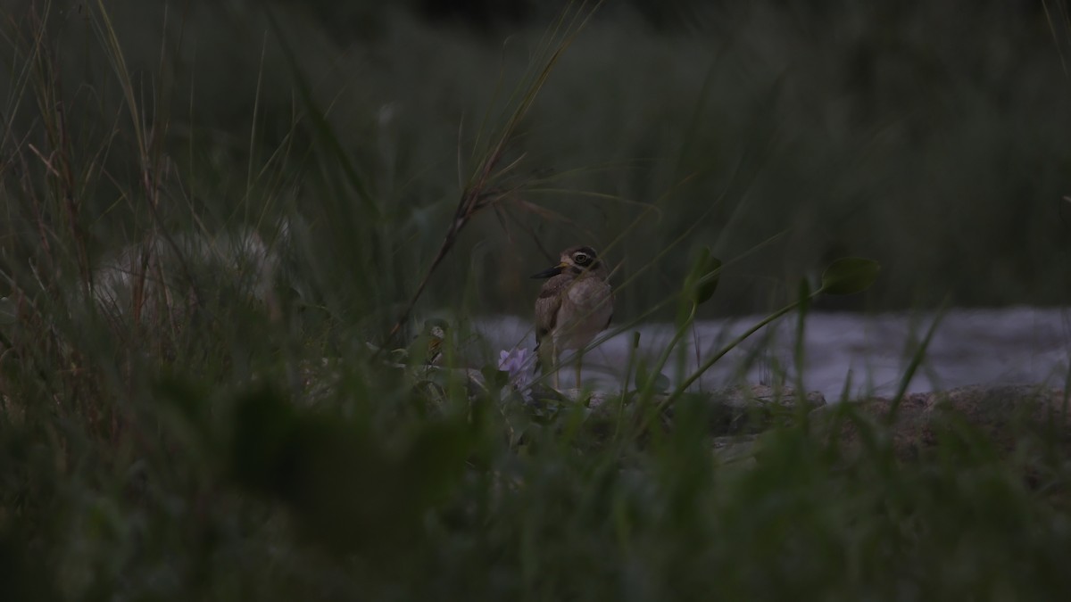 Great Thick-knee - ML638884387