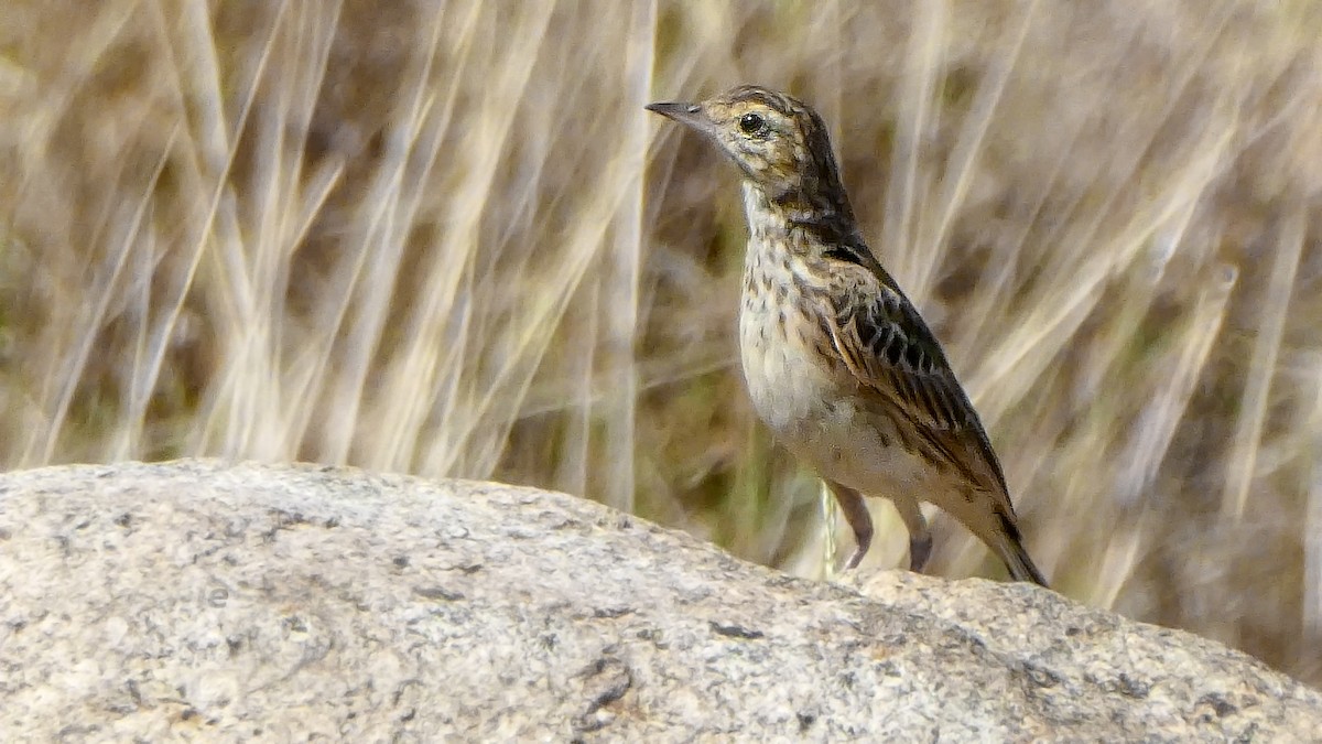 Australian Pipit - ML638884412
