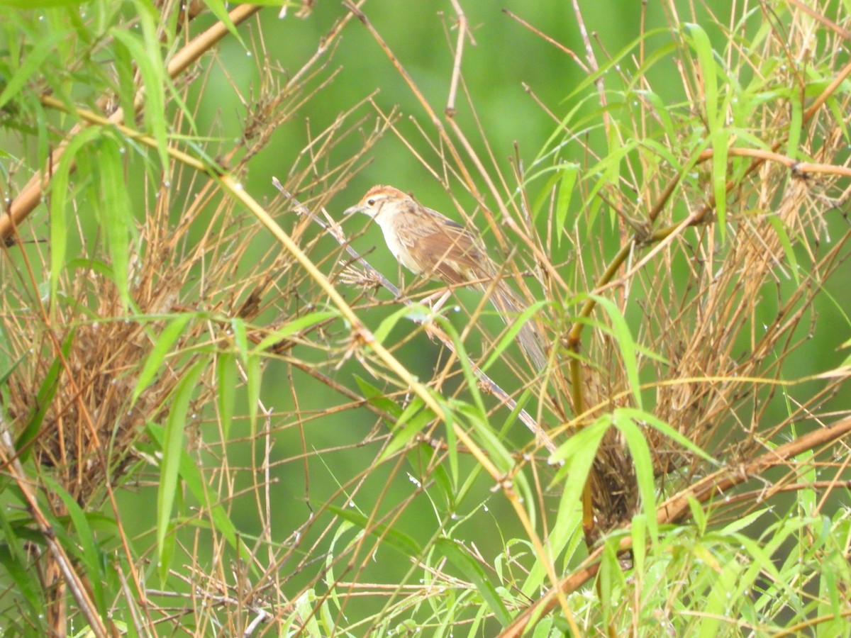 Tawny Grassbird - ML638884453