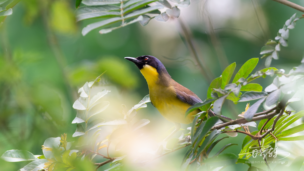 Blue-crowned Laughingthrush - ML638884488