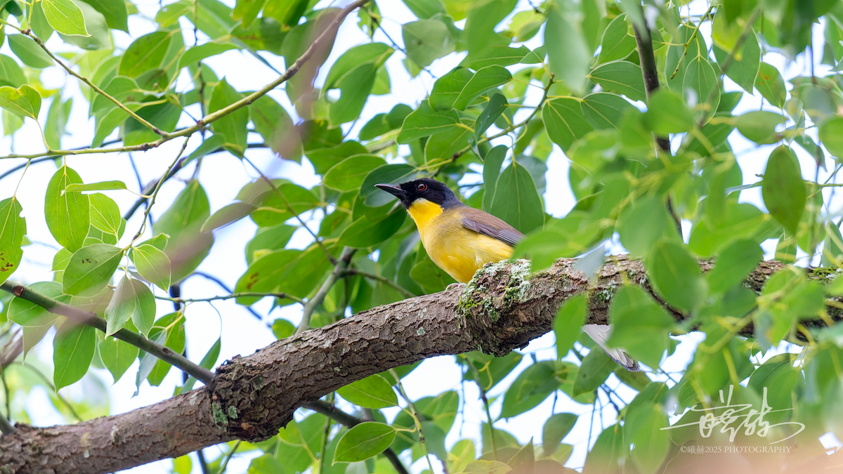 Blue-crowned Laughingthrush - ML638884489