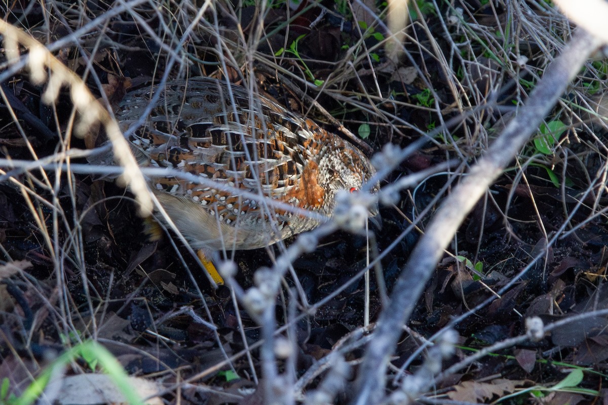 Painted Buttonquail - ML638884495