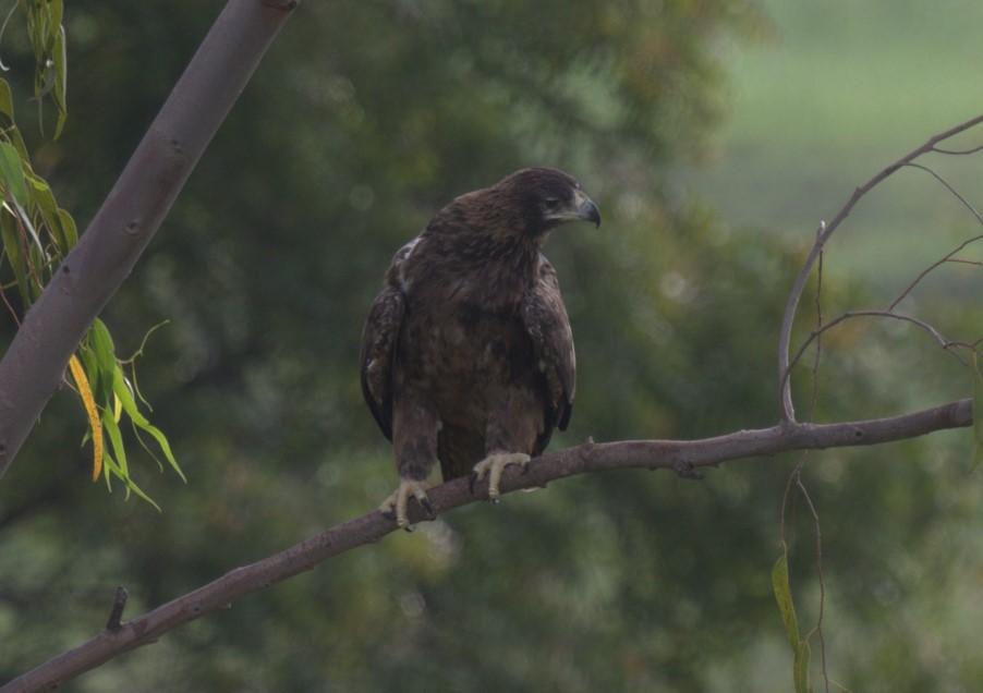 Tawny Eagle - ML638884520