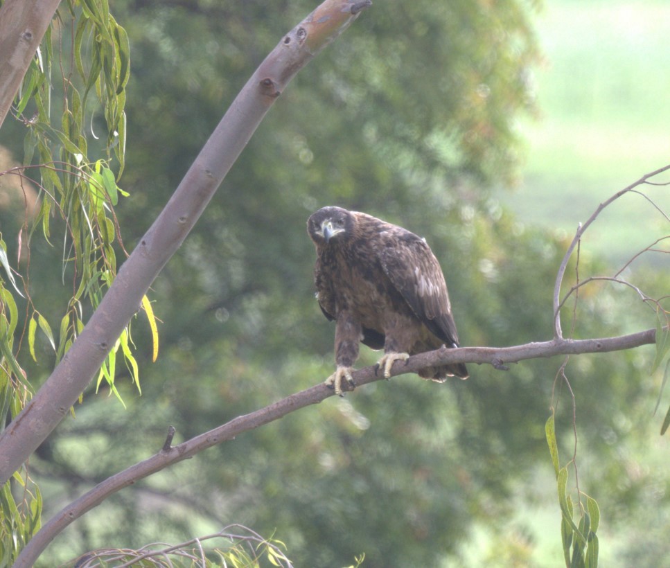 Tawny Eagle - ML638884521