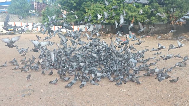 Rock Pigeon (Feral Pigeon) - ML638884549