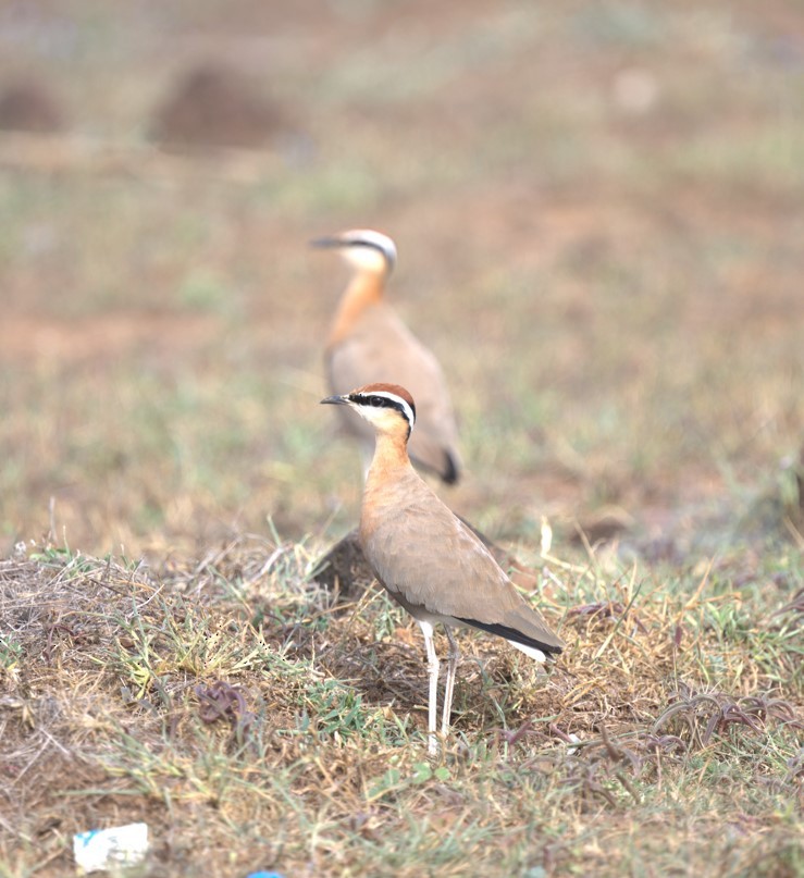 Indian Courser - ML638884586