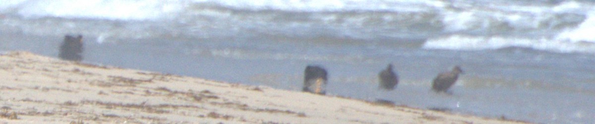 Black Scoter - ML638884588