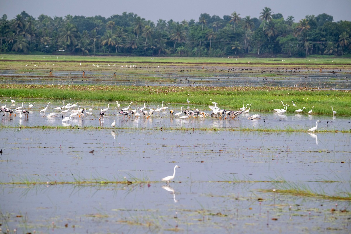 Painted Stork - ML638884702