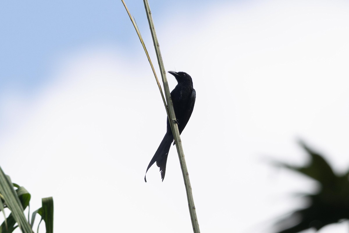 Andaman Drongosu - ML638884703