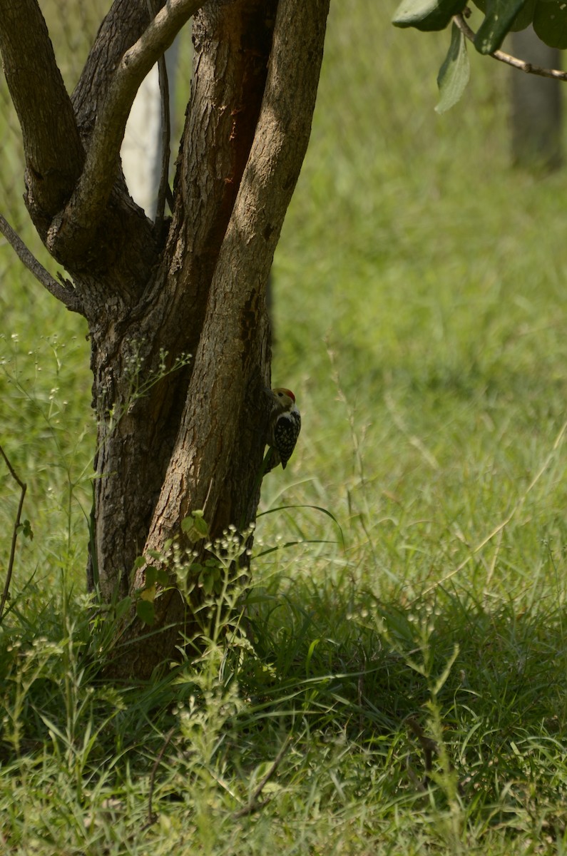 Yellow-crowned Woodpecker - ML638884706