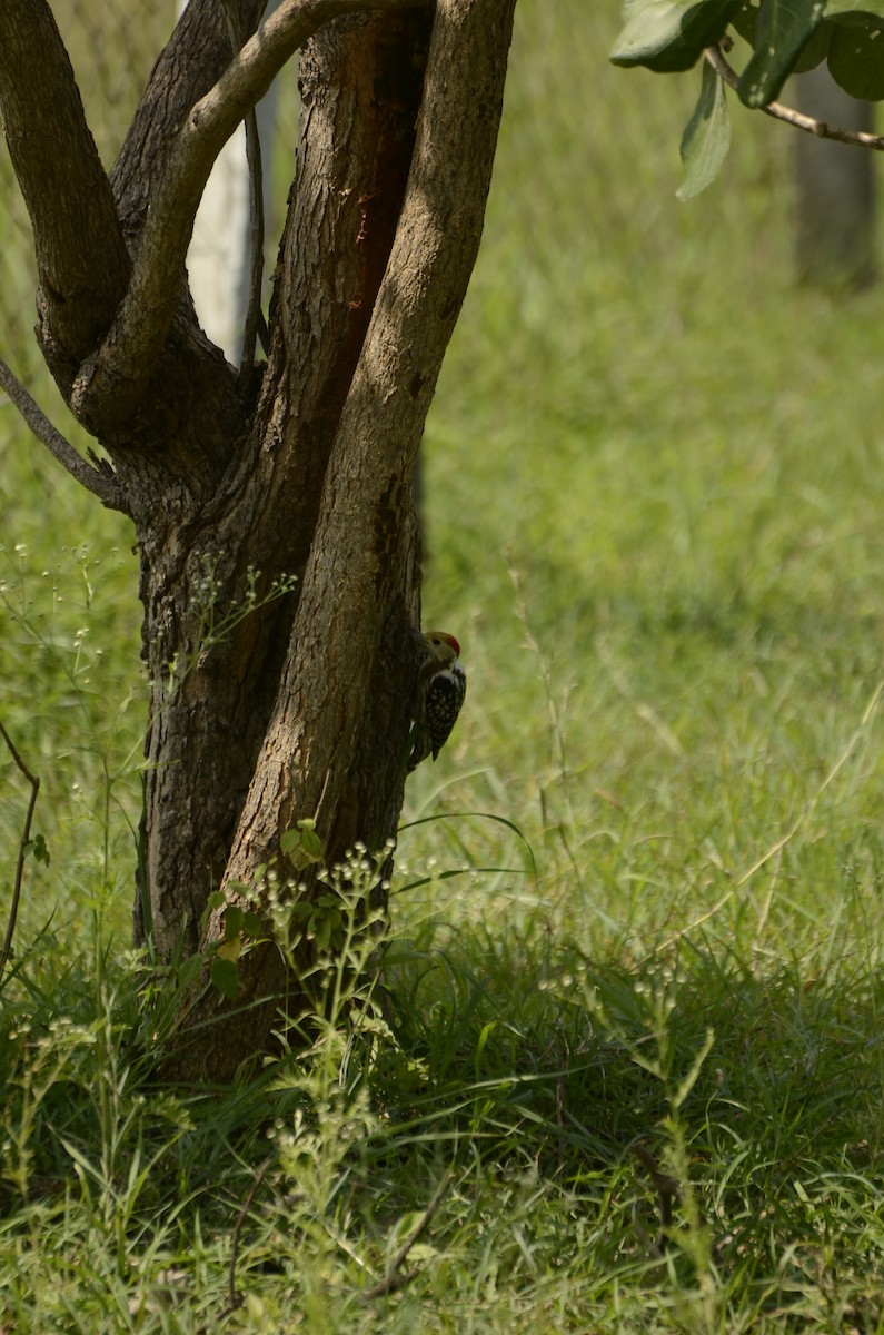 Yellow-crowned Woodpecker - ML638884707