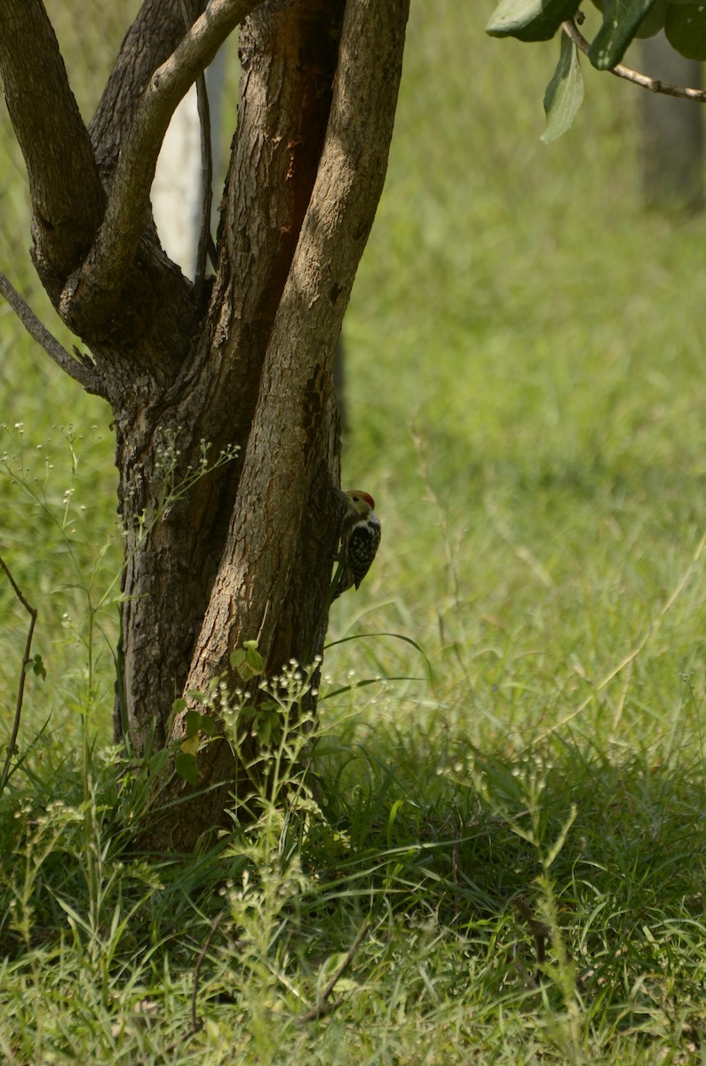Yellow-crowned Woodpecker - ML638884709
