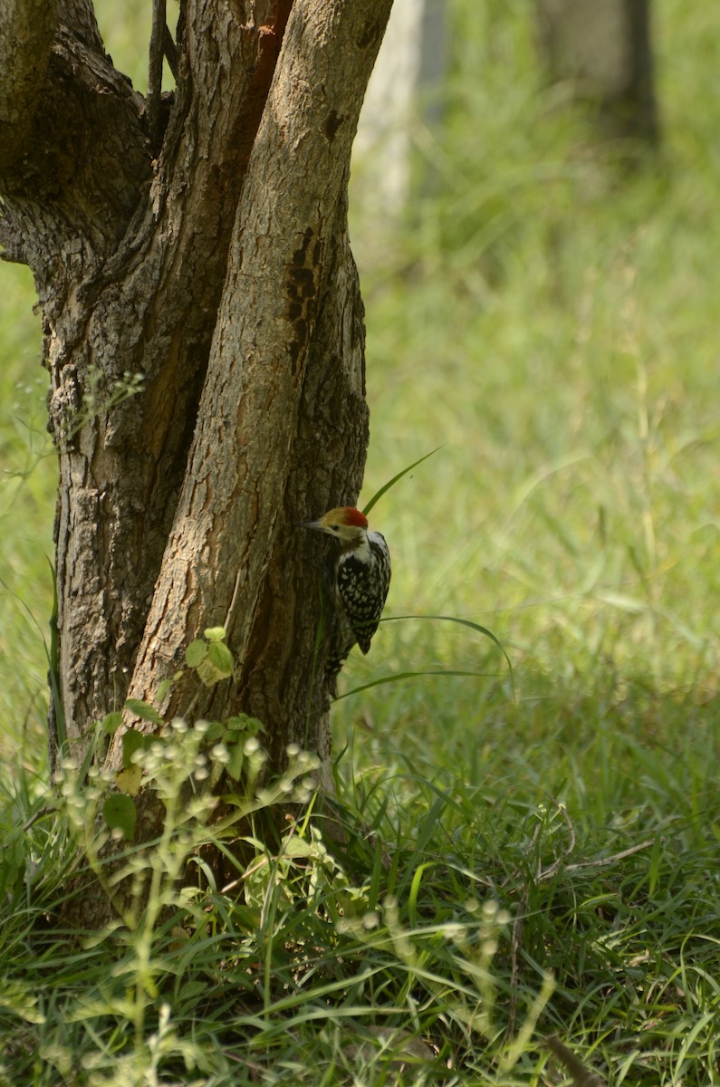 Yellow-crowned Woodpecker - ML638884710