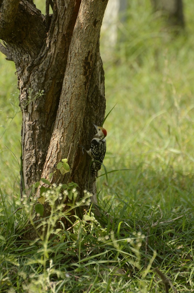 Yellow-crowned Woodpecker - ML638884714