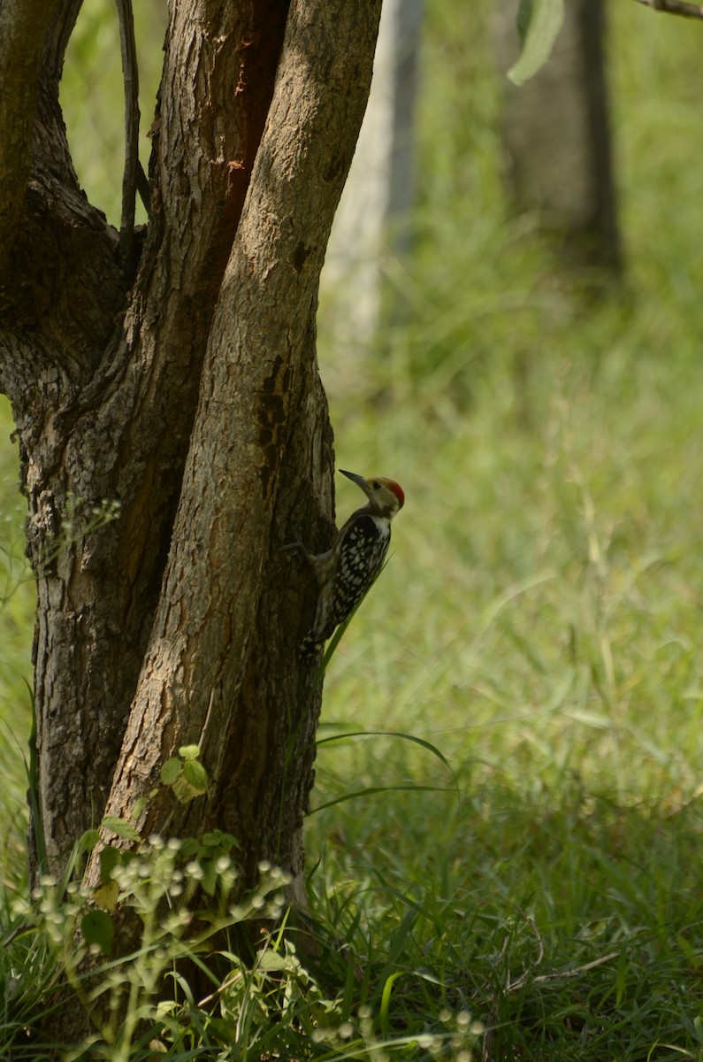 Yellow-crowned Woodpecker - ML638884715