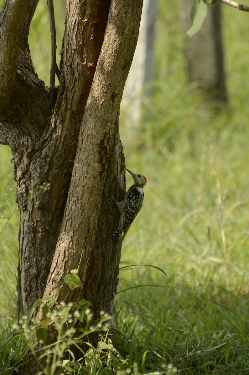 Yellow-crowned Woodpecker - ML638884716