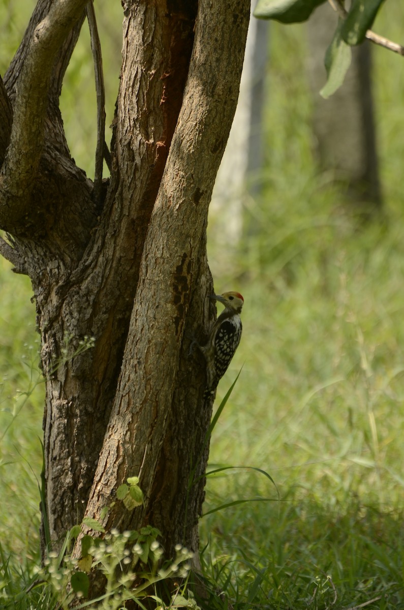 Yellow-crowned Woodpecker - ML638884717