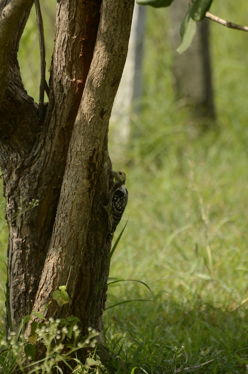 Yellow-crowned Woodpecker - ML638884718